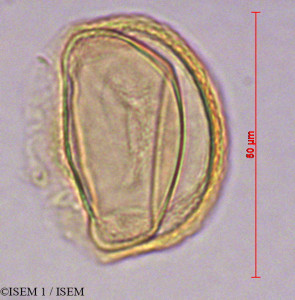 Distichia muscoides - lame n° 29099